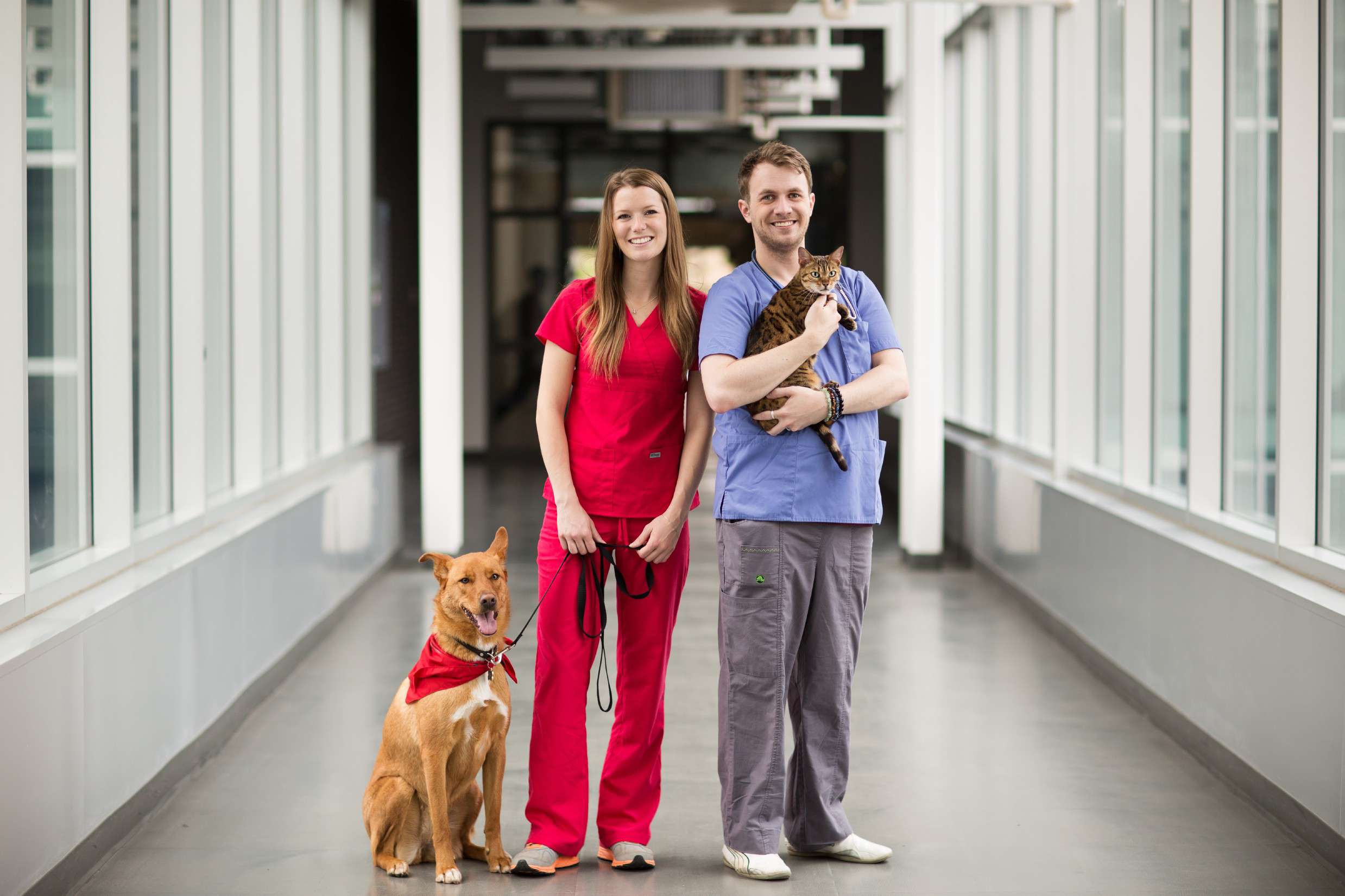 Veterinary Medical Assistant NAIT